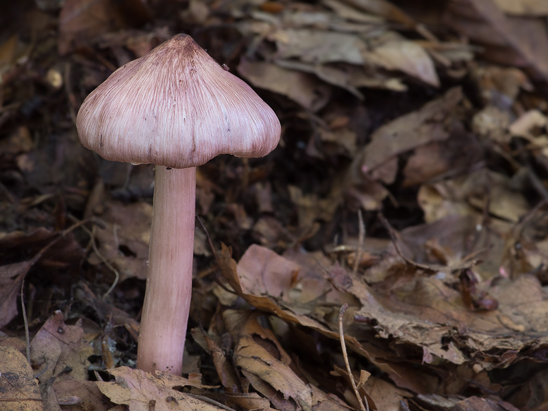 Inocybe adaequata